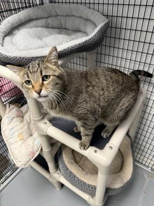 Tigger (Homeboy), a Adoptable mixed breed in Mount Pleasant, IA image 3/3