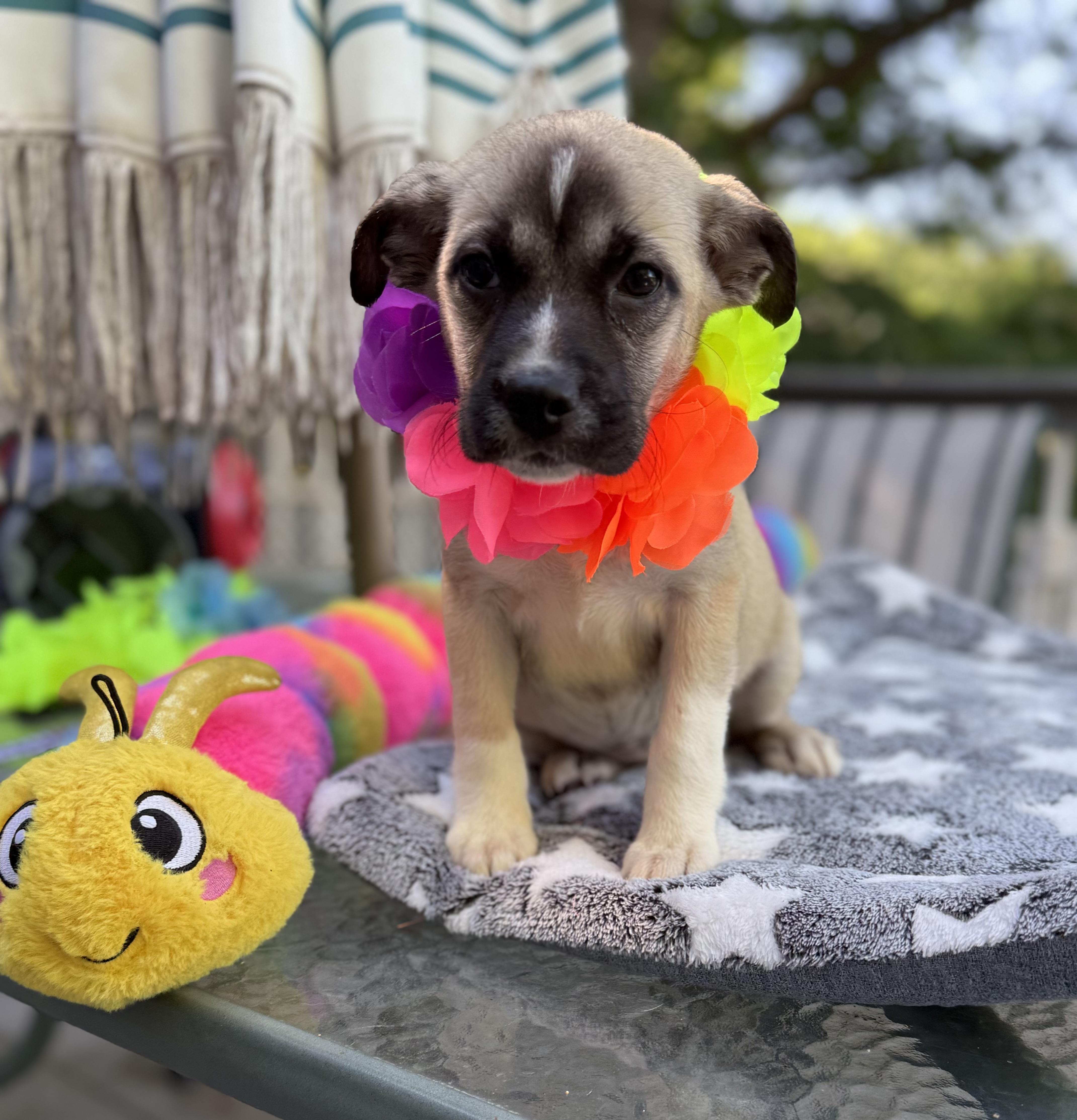 Duchess, a ADOPTABLE mixed breed in White Lake, MI image 5/5
