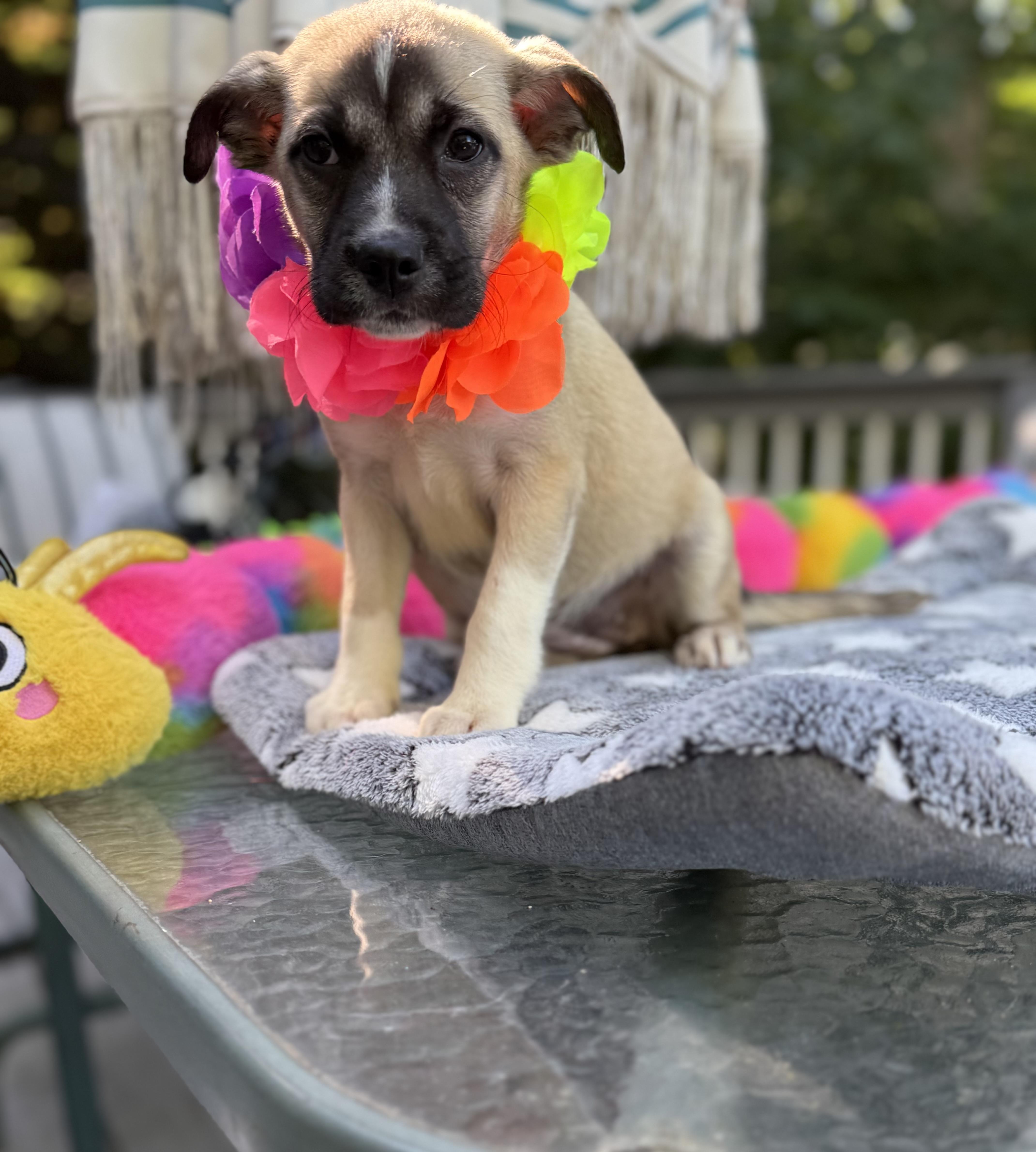 Duchess, ADOPTABLE, Puppy Female Husky & Terrier.
