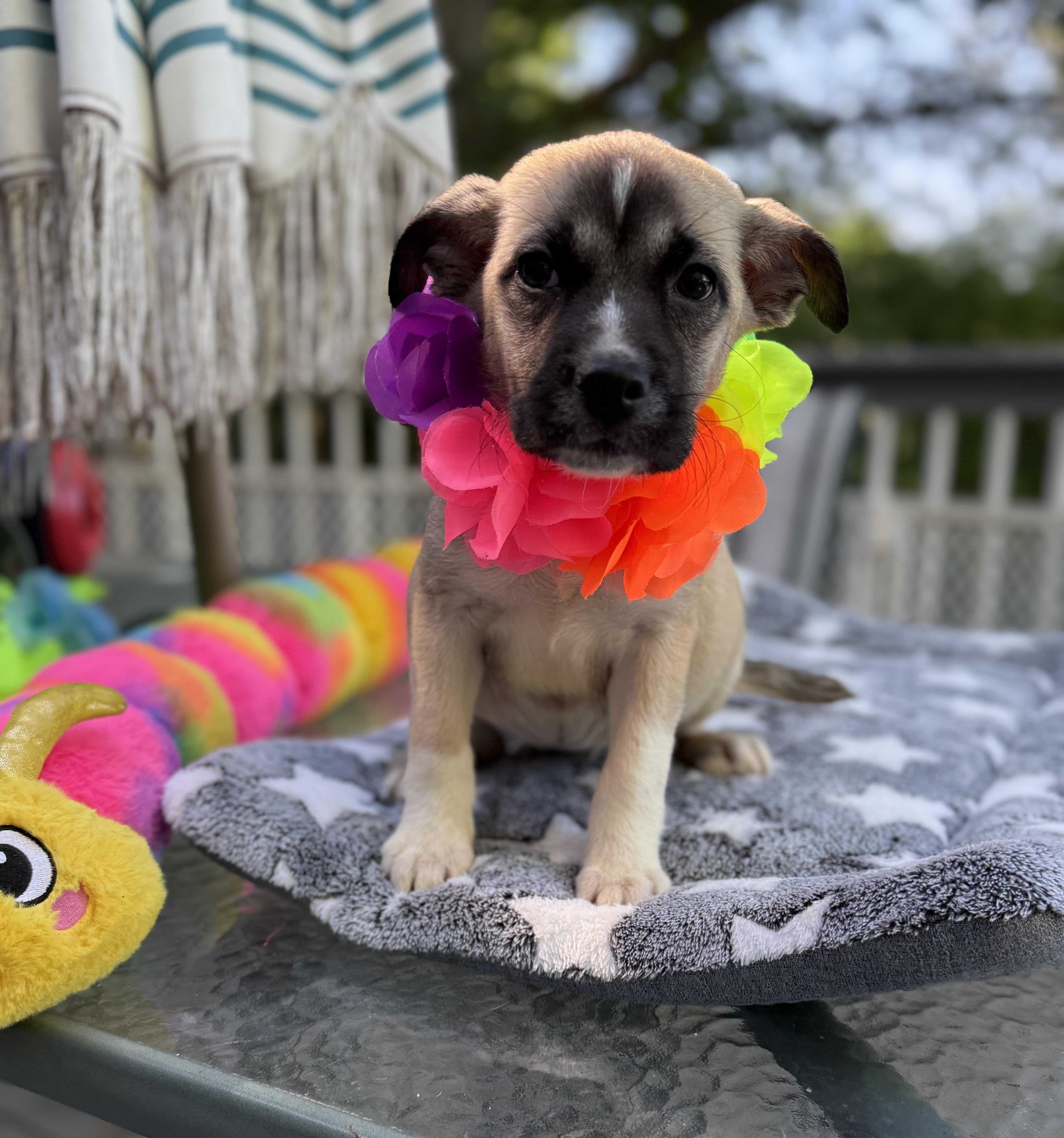 Duchess, a ADOPTABLE mixed breed in White Lake, MI image 4/5