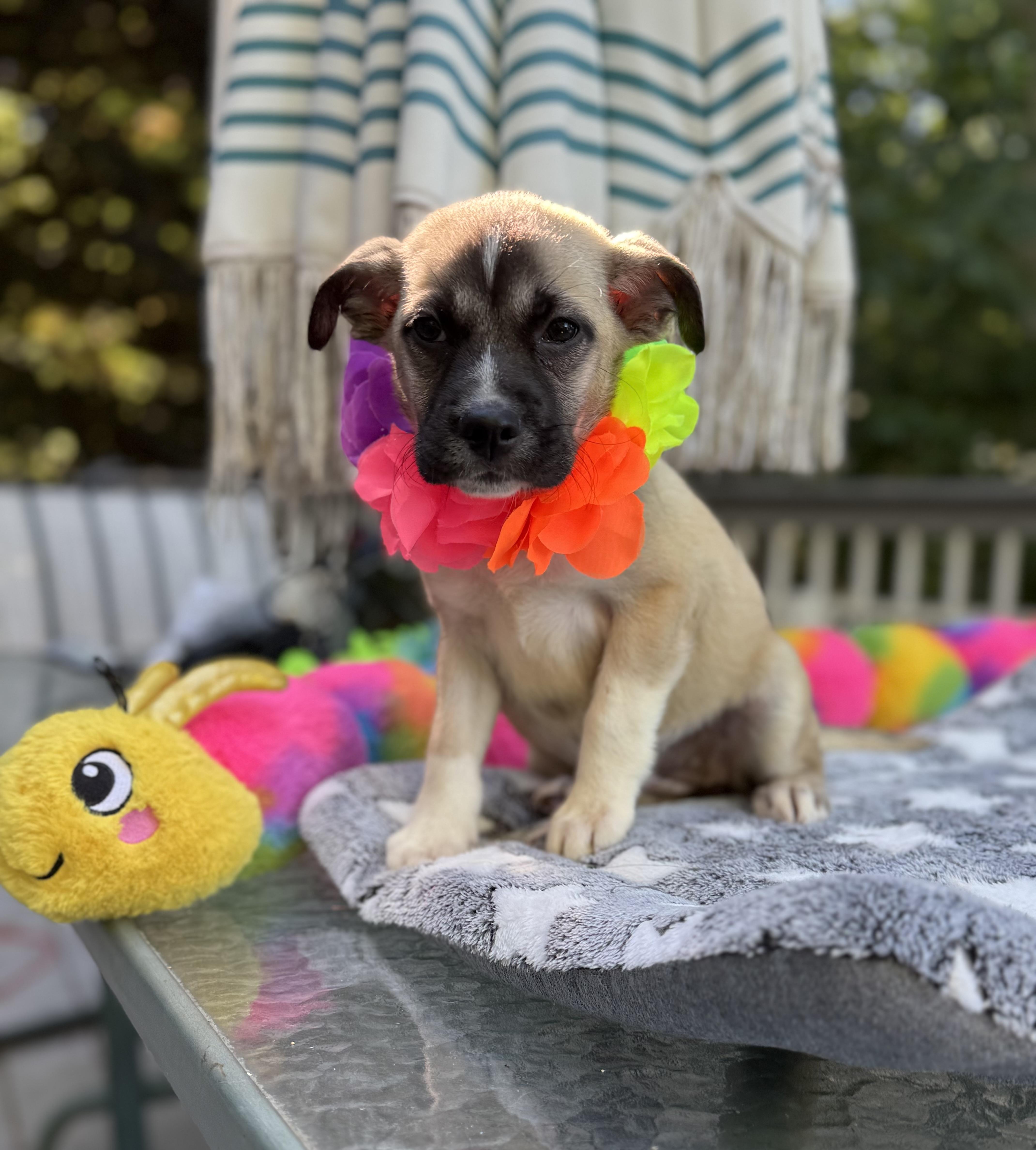 Duchess, a ADOPTABLE mixed breed in White Lake, MI image 3/5