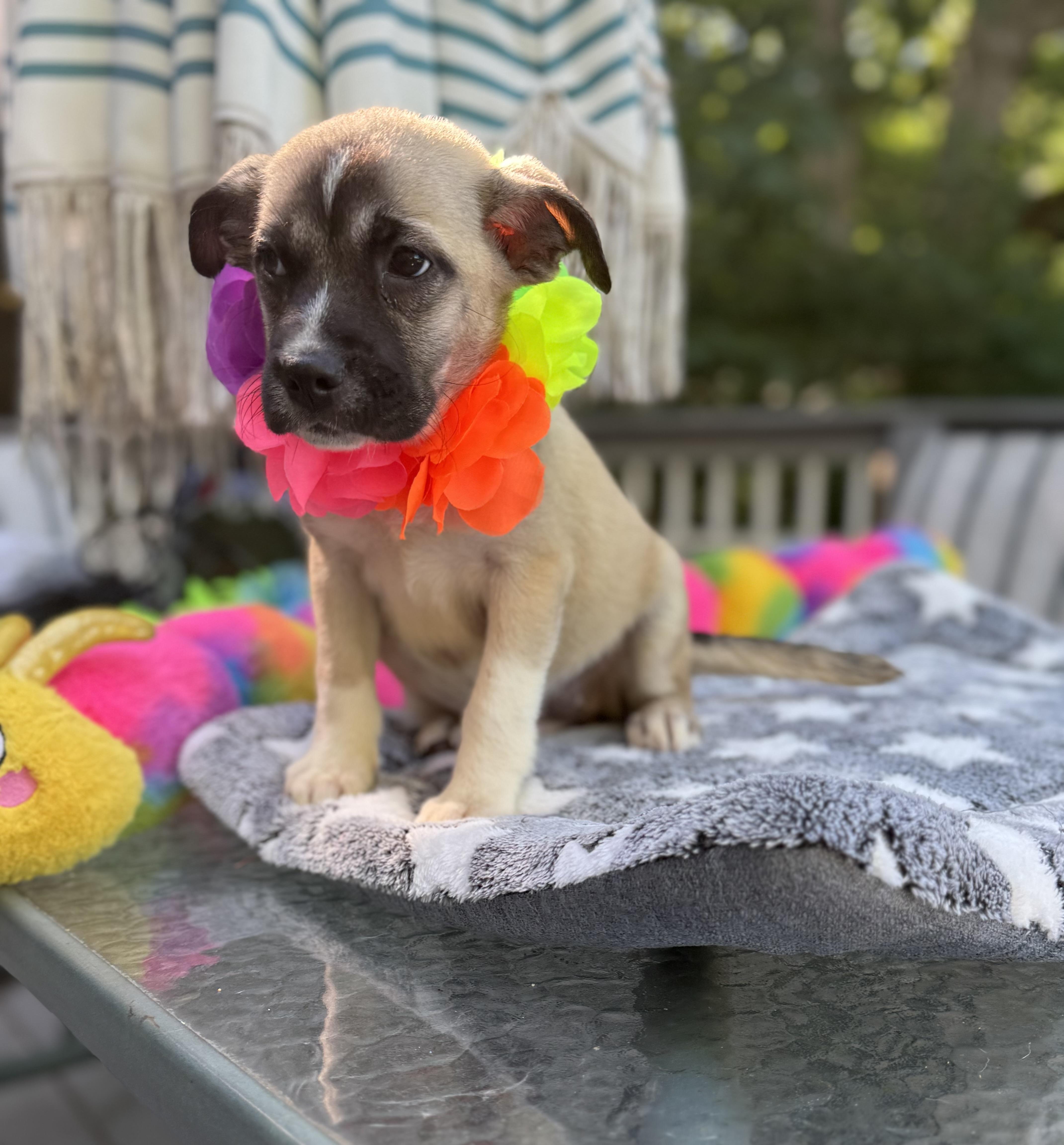 Duchess, a ADOPTABLE mixed breed in White Lake, MI image 2/5