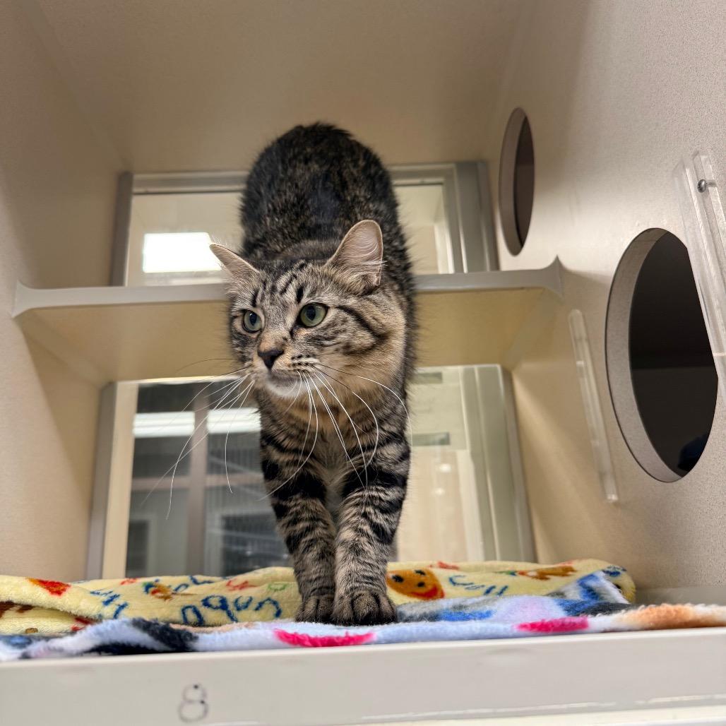 Dixie, Adoptable, Adult Female Domestic Long Hair.