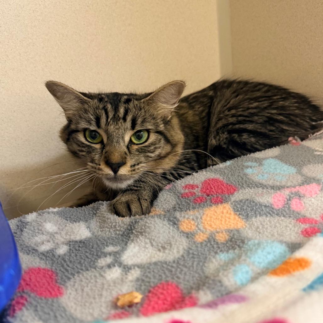 Dixie, a Adoptable Domestic Long Hair in Great Falls, MT image 3/5