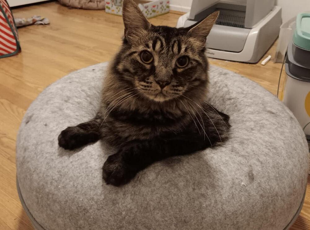 Enlarge Boone, a Adoptable Domestic Short Hair in Lancaster, CA image 1/1