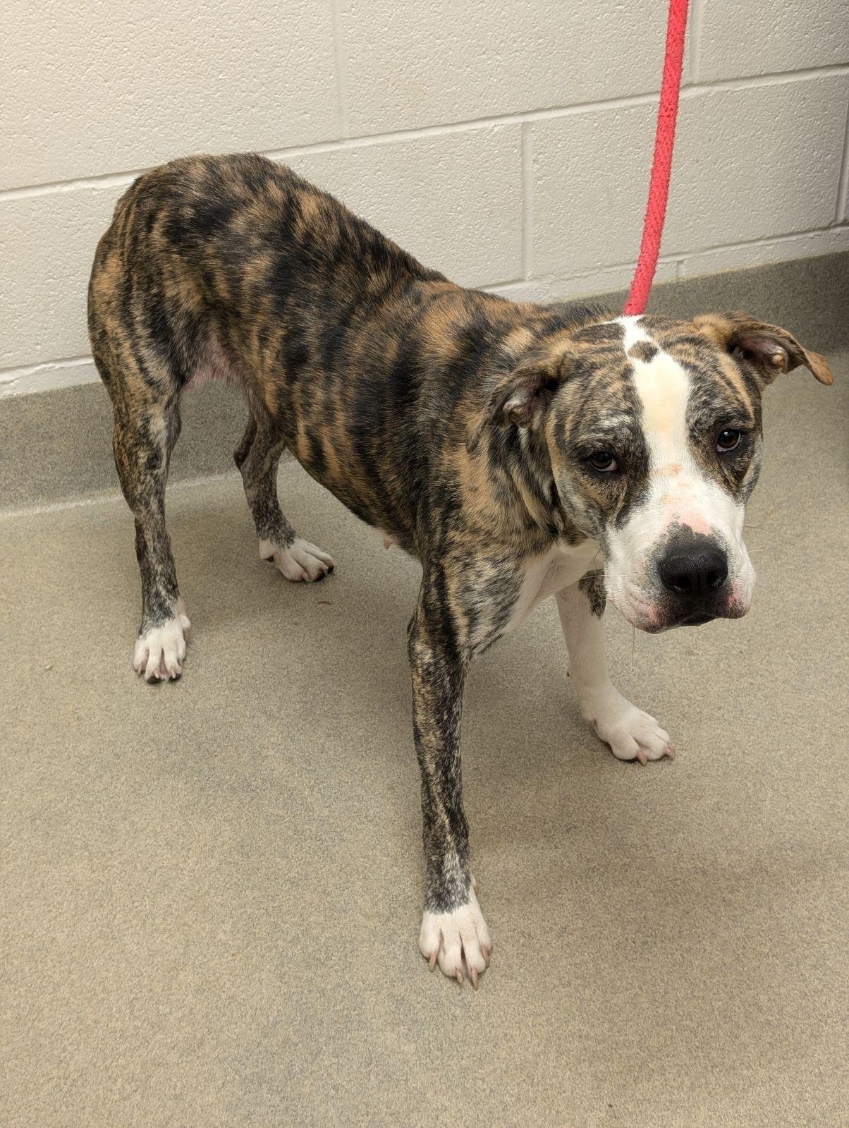 Enlarge Nina, an adopted mixed breed in Mount Vernon, OH image 2/2