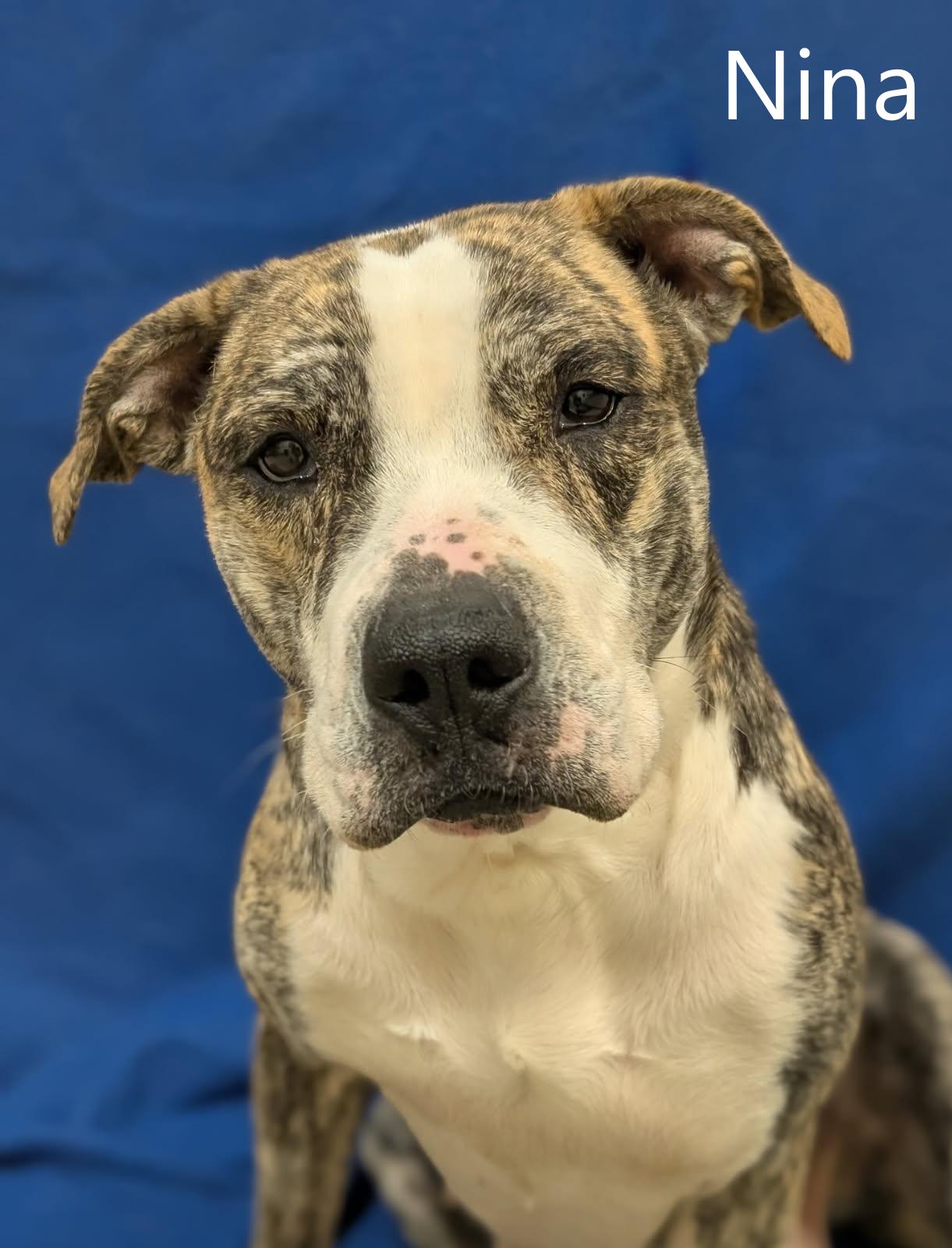 Enlarge Nina, an adopted mixed breed in Mount Vernon, OH image 1/2