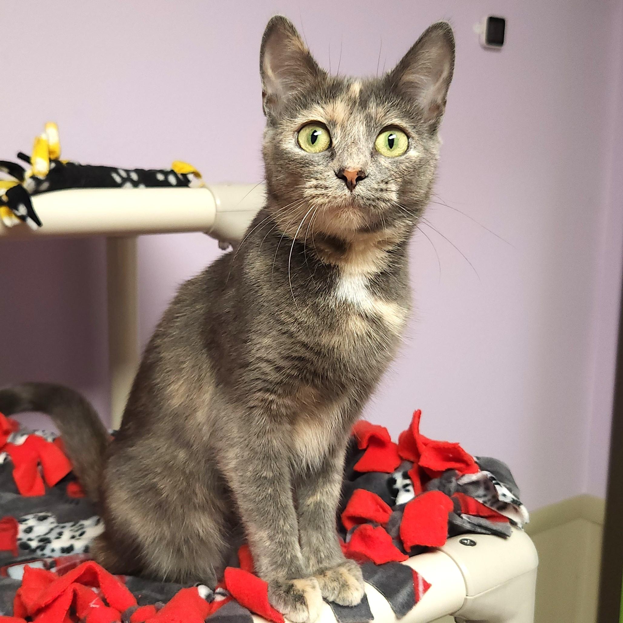 Enlarge Lambchop, a Adoptable Dilute Tortoiseshell in Marshfield, WI image 3/5