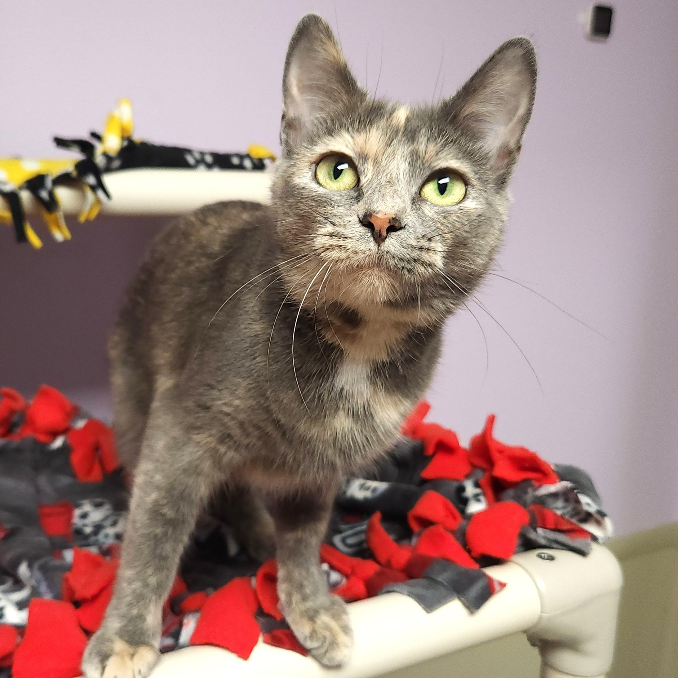 Enlarge Lambchop, a Adoptable Dilute Tortoiseshell in Marshfield, WI image 2/5
