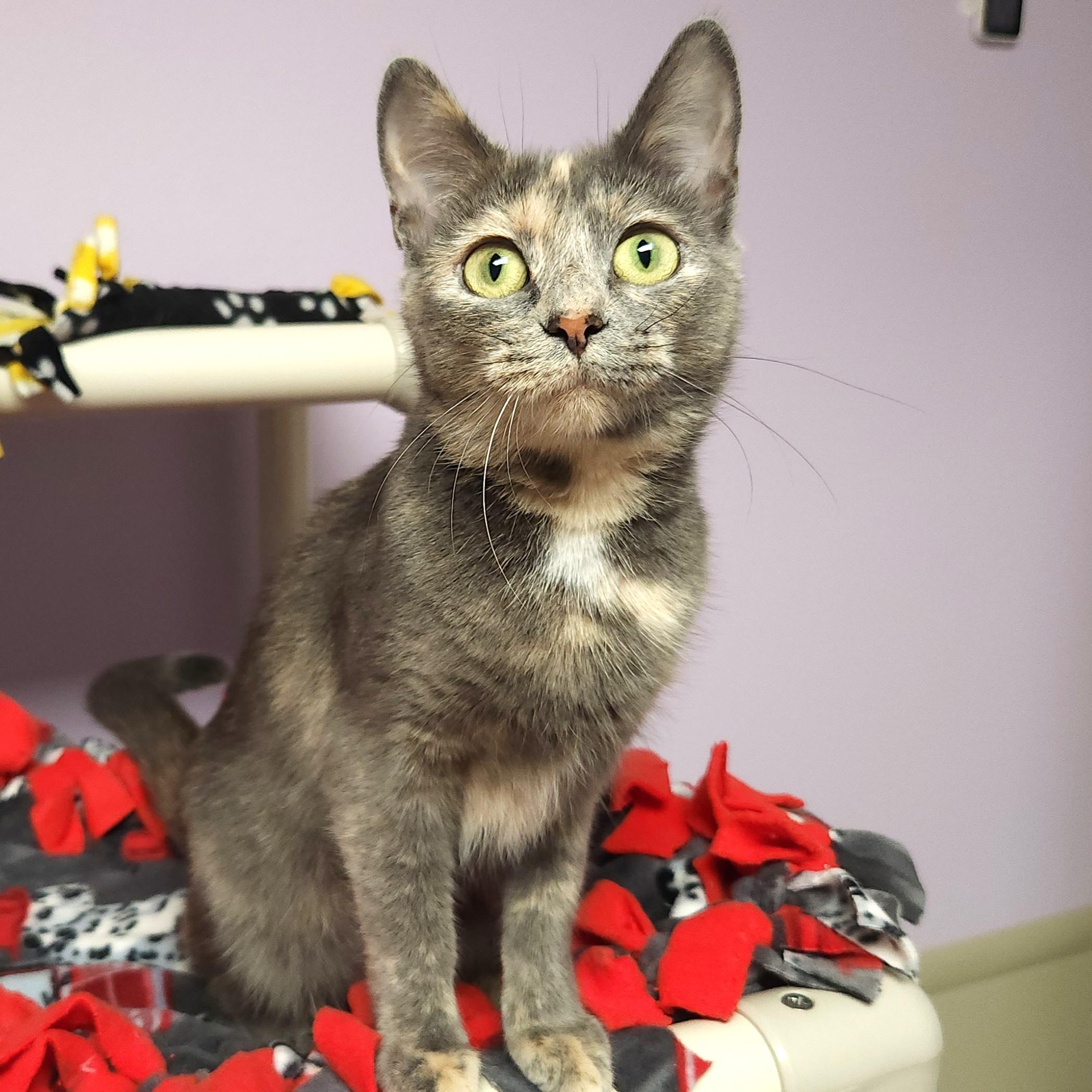 Lambchop, Adoptable, Young Female Dilute Tortoiseshell.