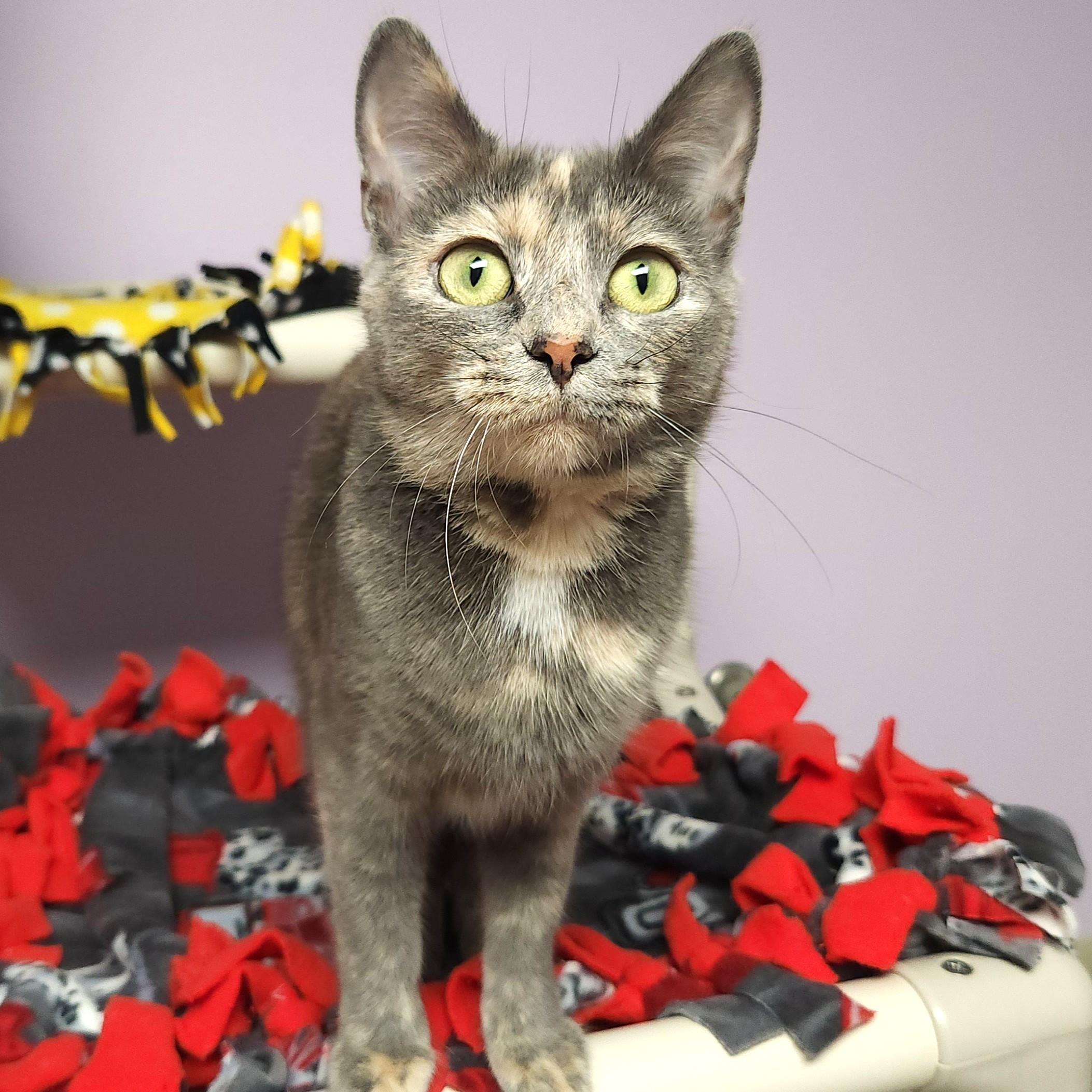 Enlarge Lambchop, a Adoptable Dilute Tortoiseshell in Marshfield, WI image 4/5