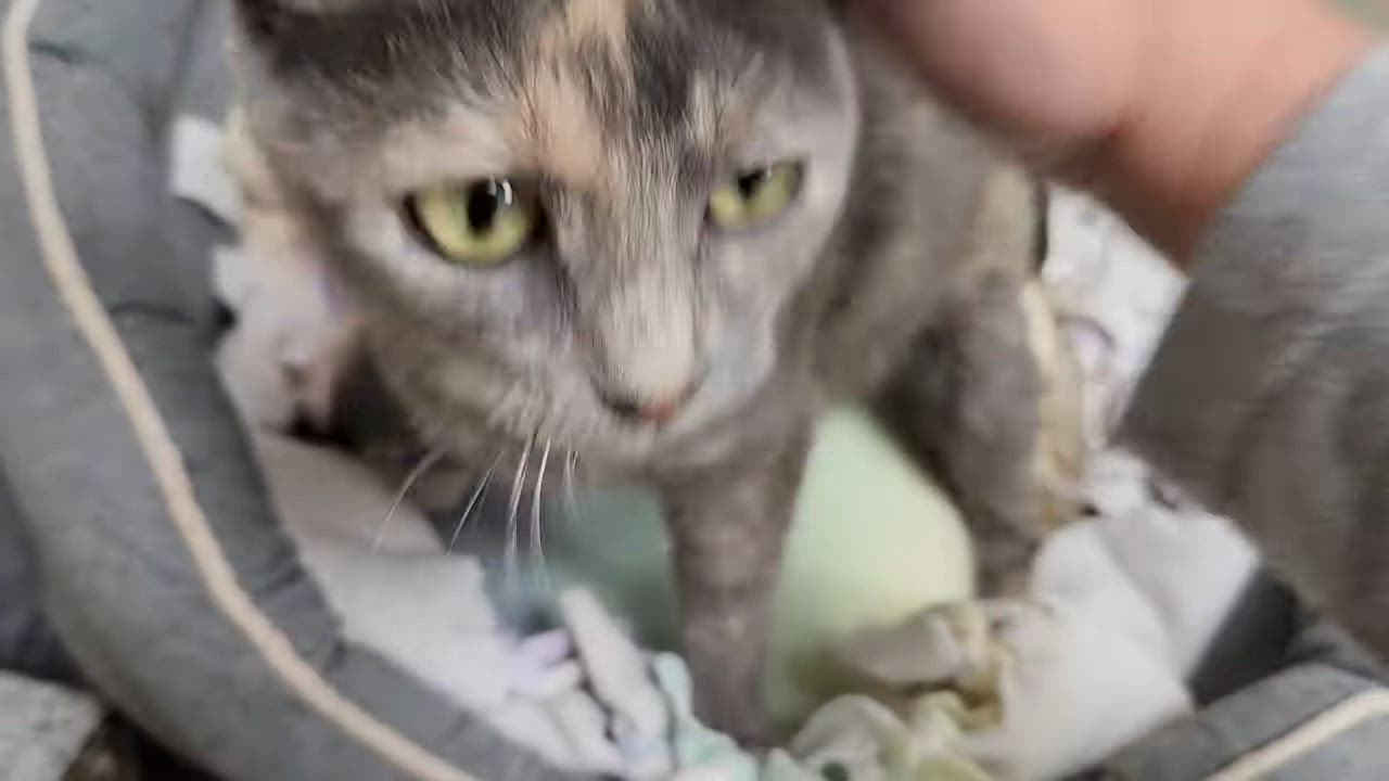 Enlarge Lambchop, a Adoptable Dilute Tortoiseshell in Marshfield, WI video 5/5