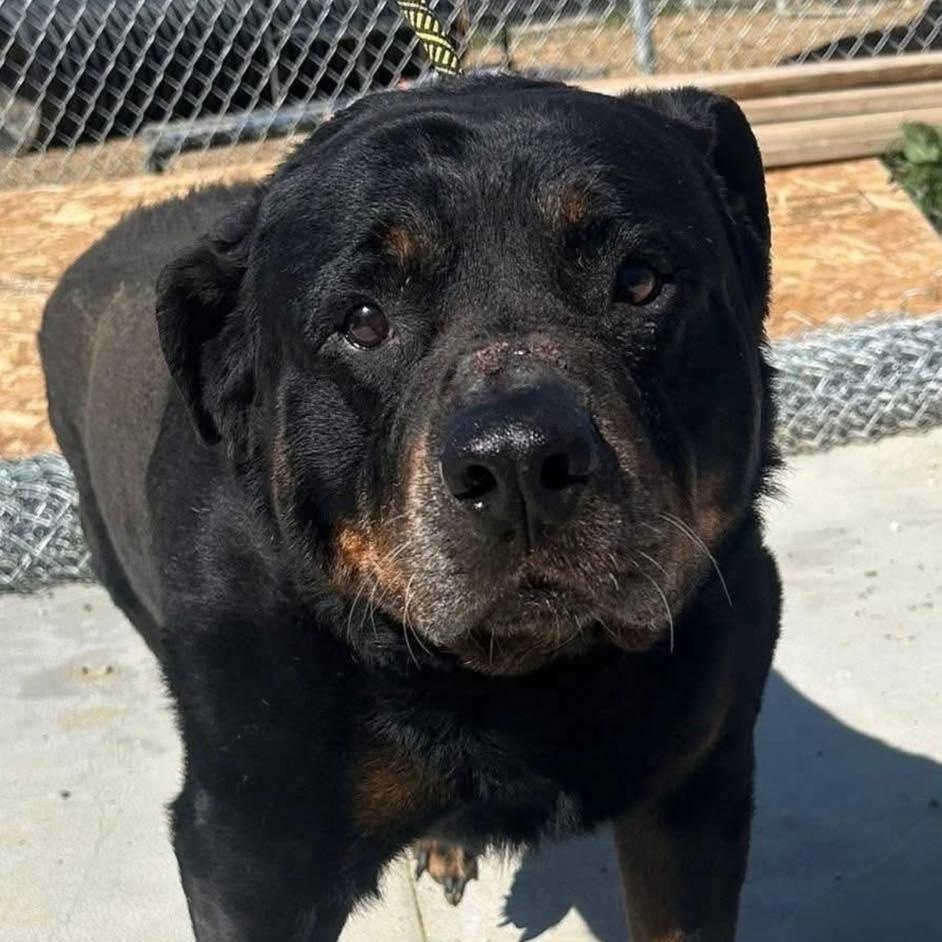 Rex, adopted, Senior Male Rottweiler.