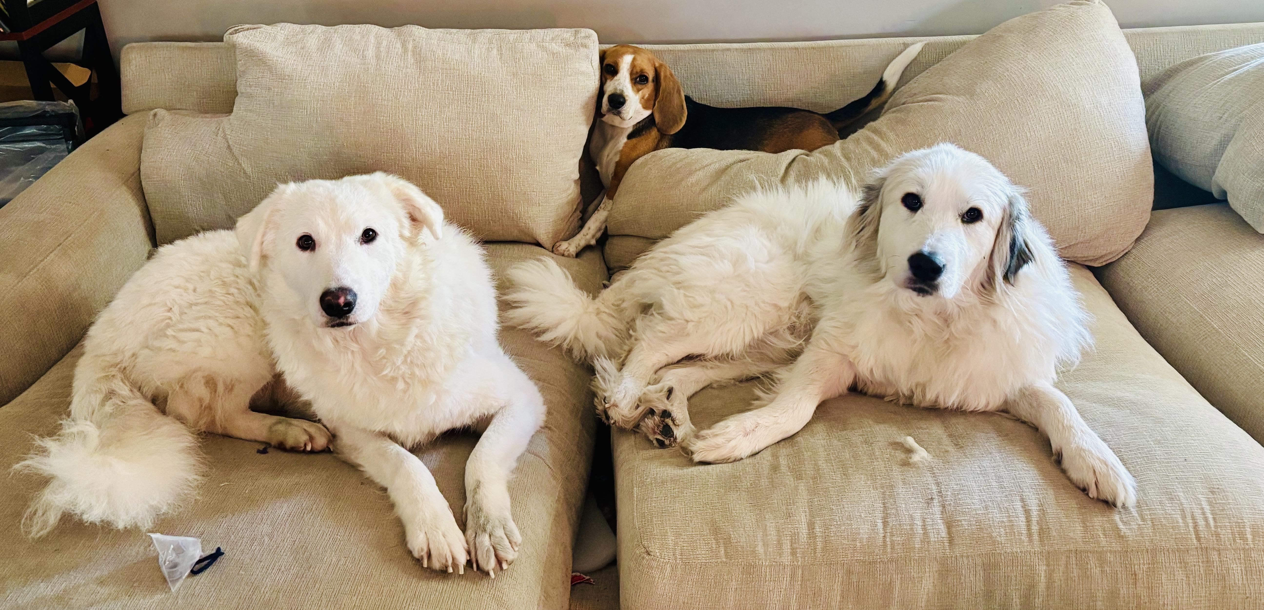 Enlarge Bear - PYR Bridge Program, a ADOPTABLE Great Pyrenees in Spartanburg, SC image 4/4