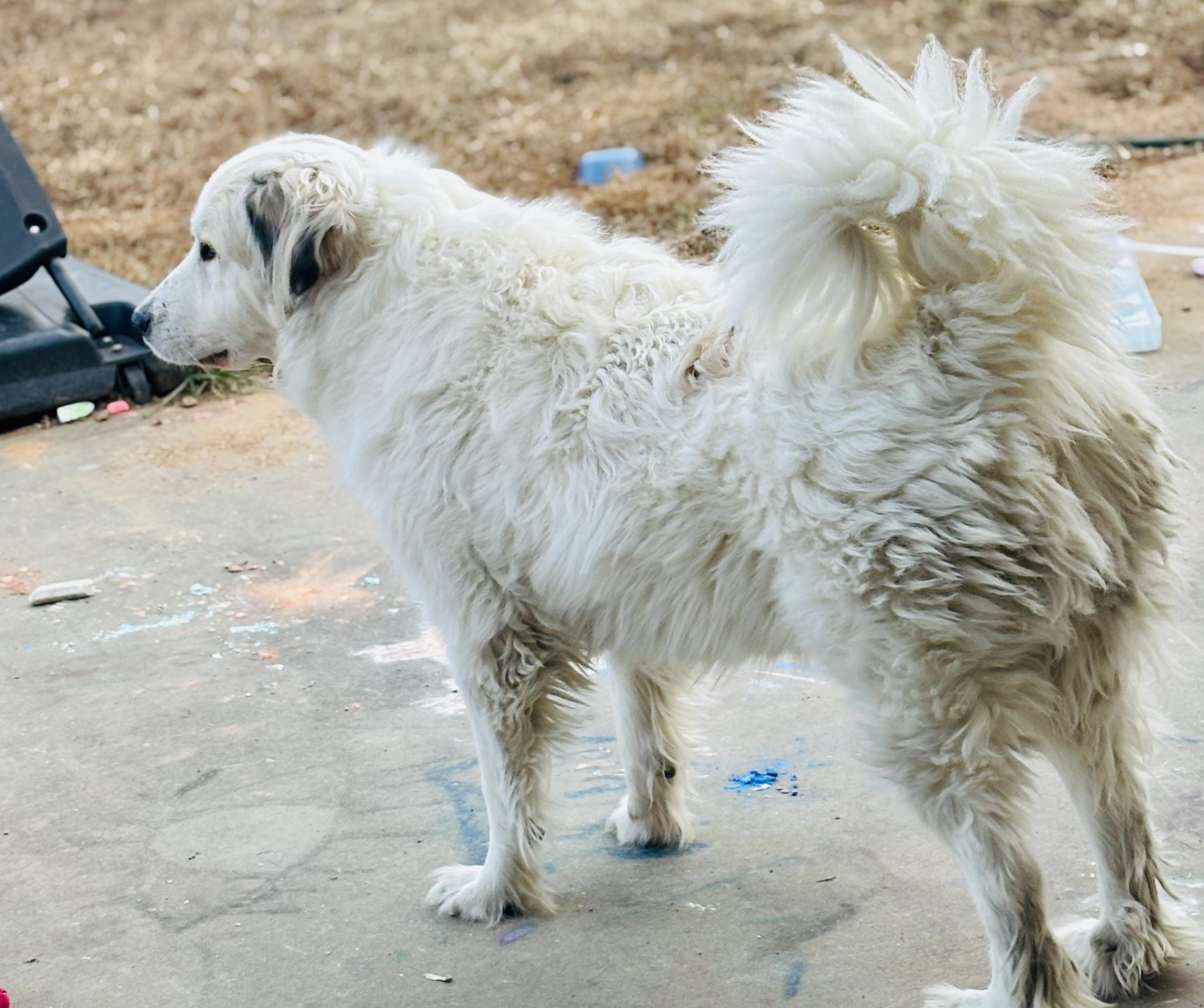 Enlarge Bear - PYR Bridge Program, a ADOPTABLE Great Pyrenees in Spartanburg, SC image 3/4