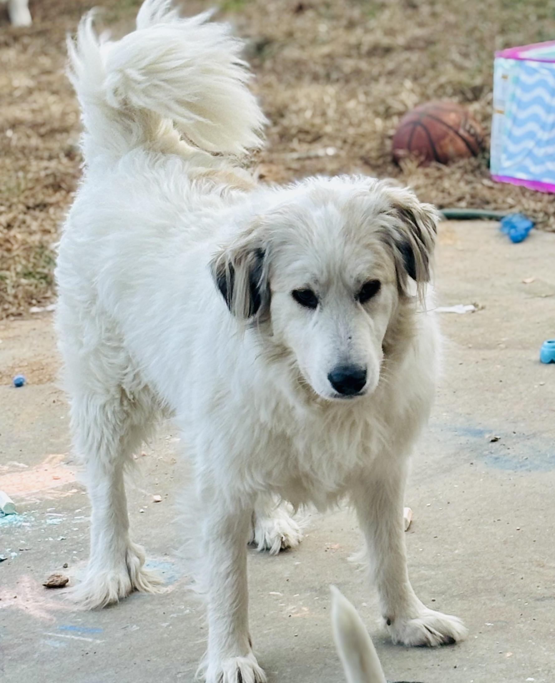 Enlarge Bear - PYR Bridge Program, a ADOPTABLE Great Pyrenees in Spartanburg, SC image 1/4