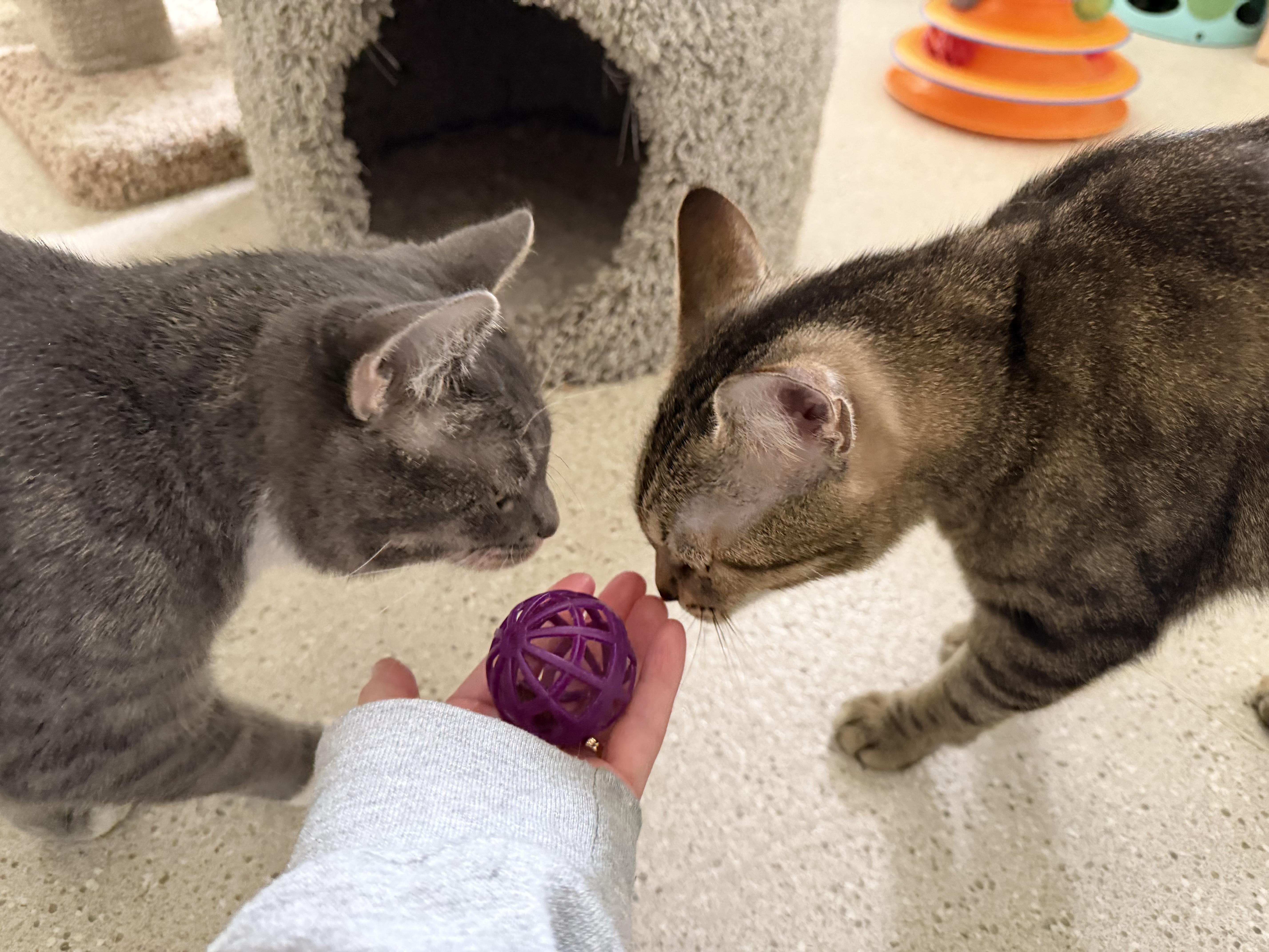 Enlarge Sweet Potato & Becca, an adopted Domestic Short Hair in Cincinnati, OH image 2/5