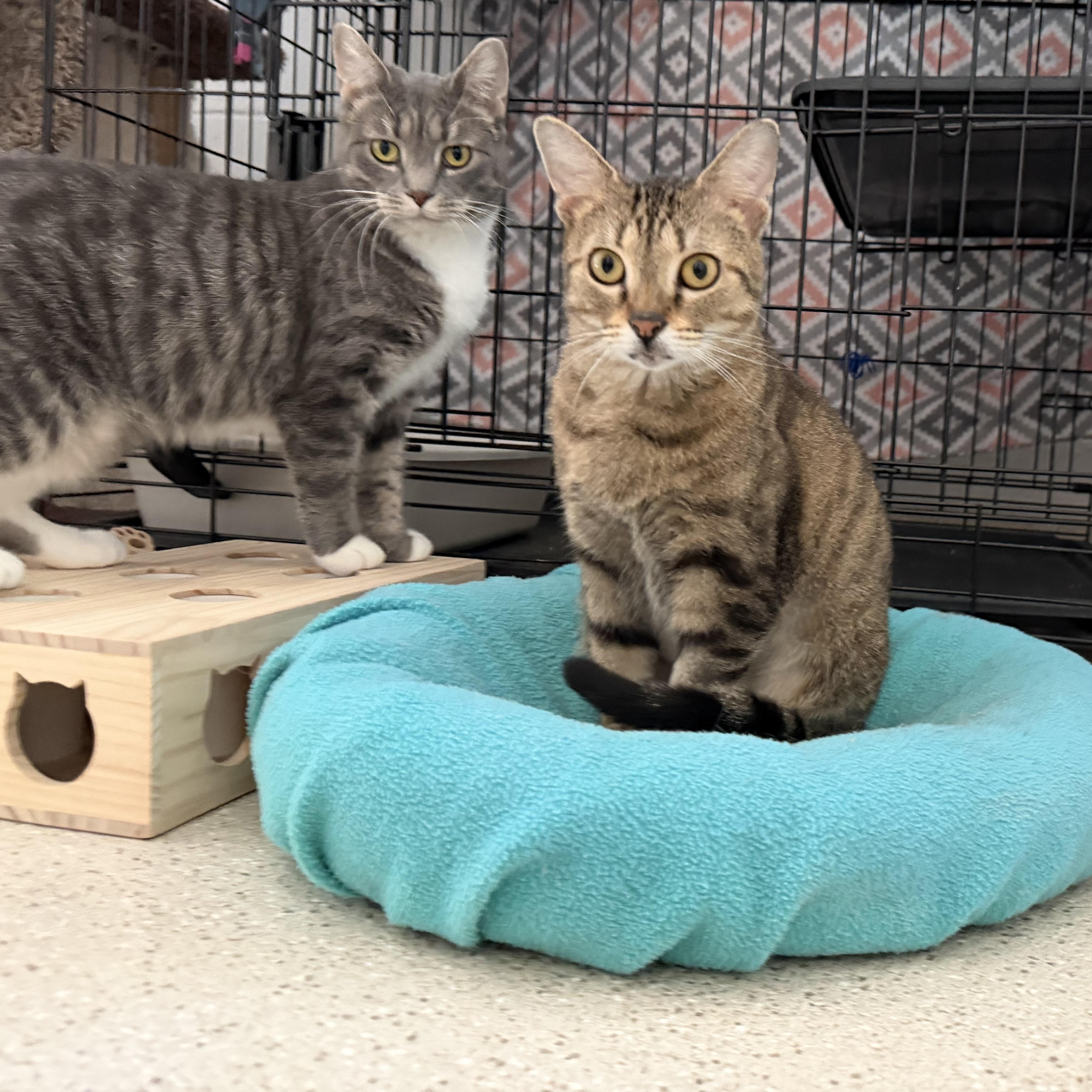 Enlarge Sweet Potato & Becca, an adopted Domestic Short Hair in Cincinnati, OH image 3/5