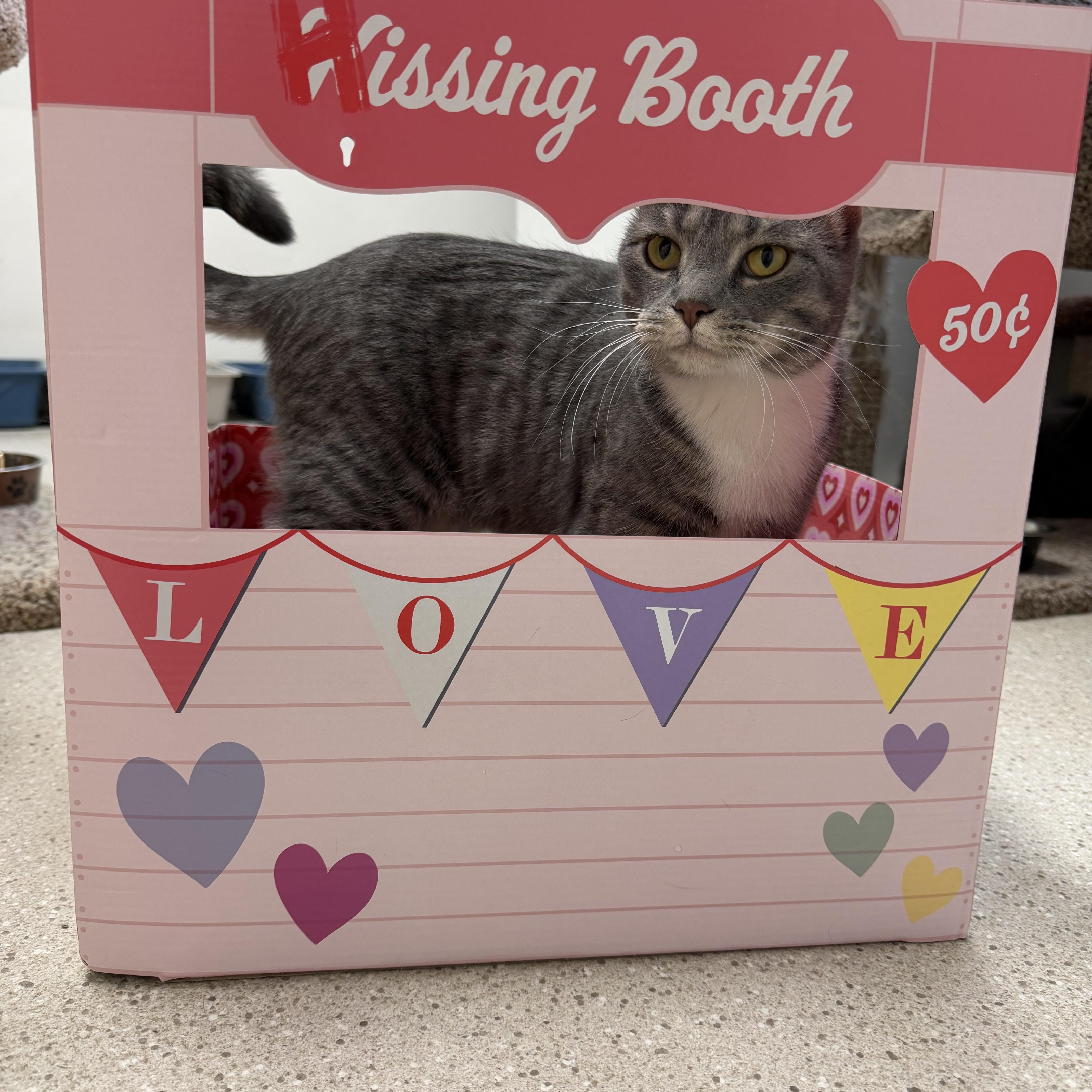Enlarge Sweet Potato & Becca, an adopted Domestic Short Hair in Cincinnati, OH image 4/5
