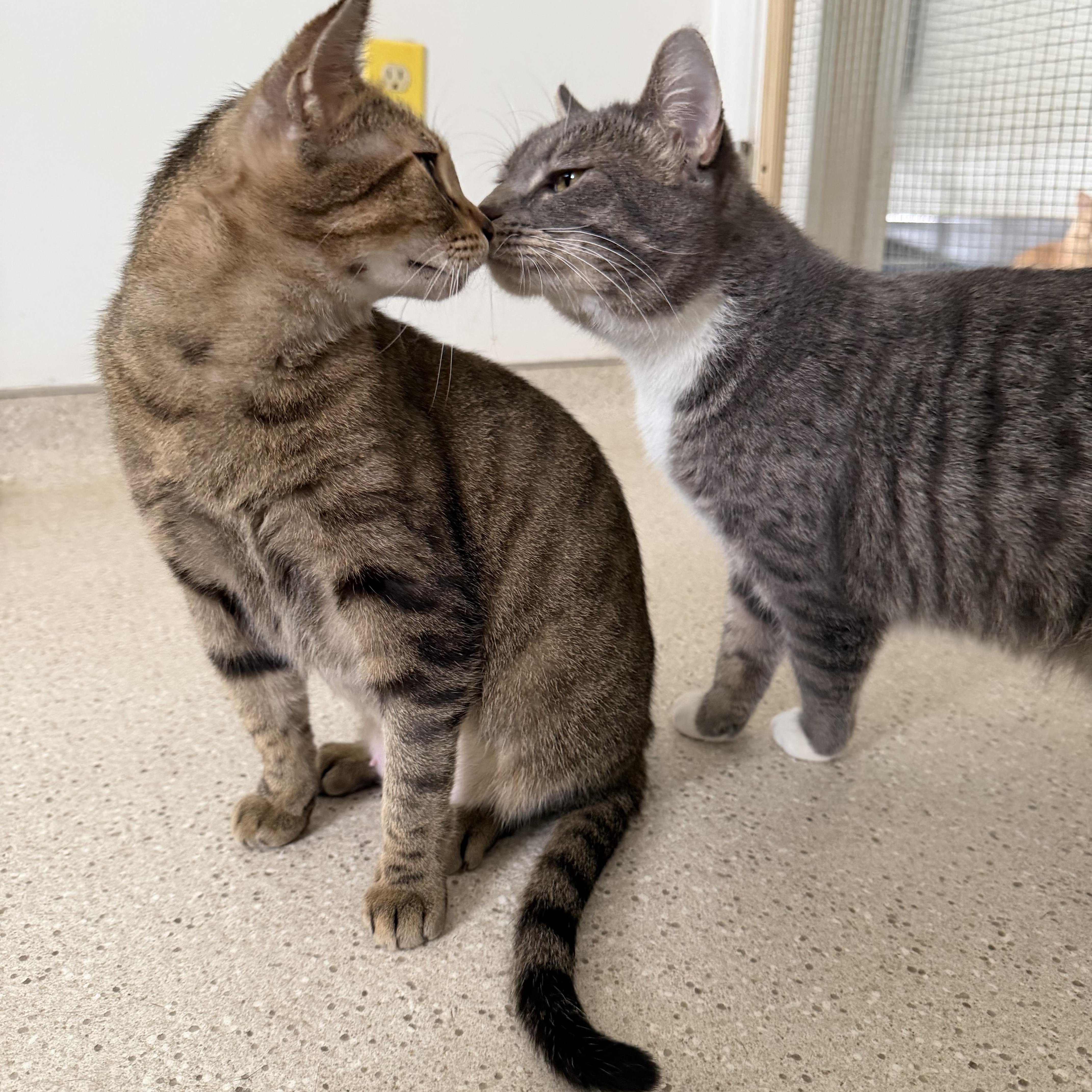 Sweet Potato & Becca, adopted, Young Female Domestic Short Hair.