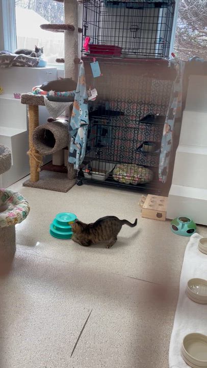 Enlarge Sweet Potato & Becca, an adopted Domestic Short Hair in Cincinnati, OH video 5/5