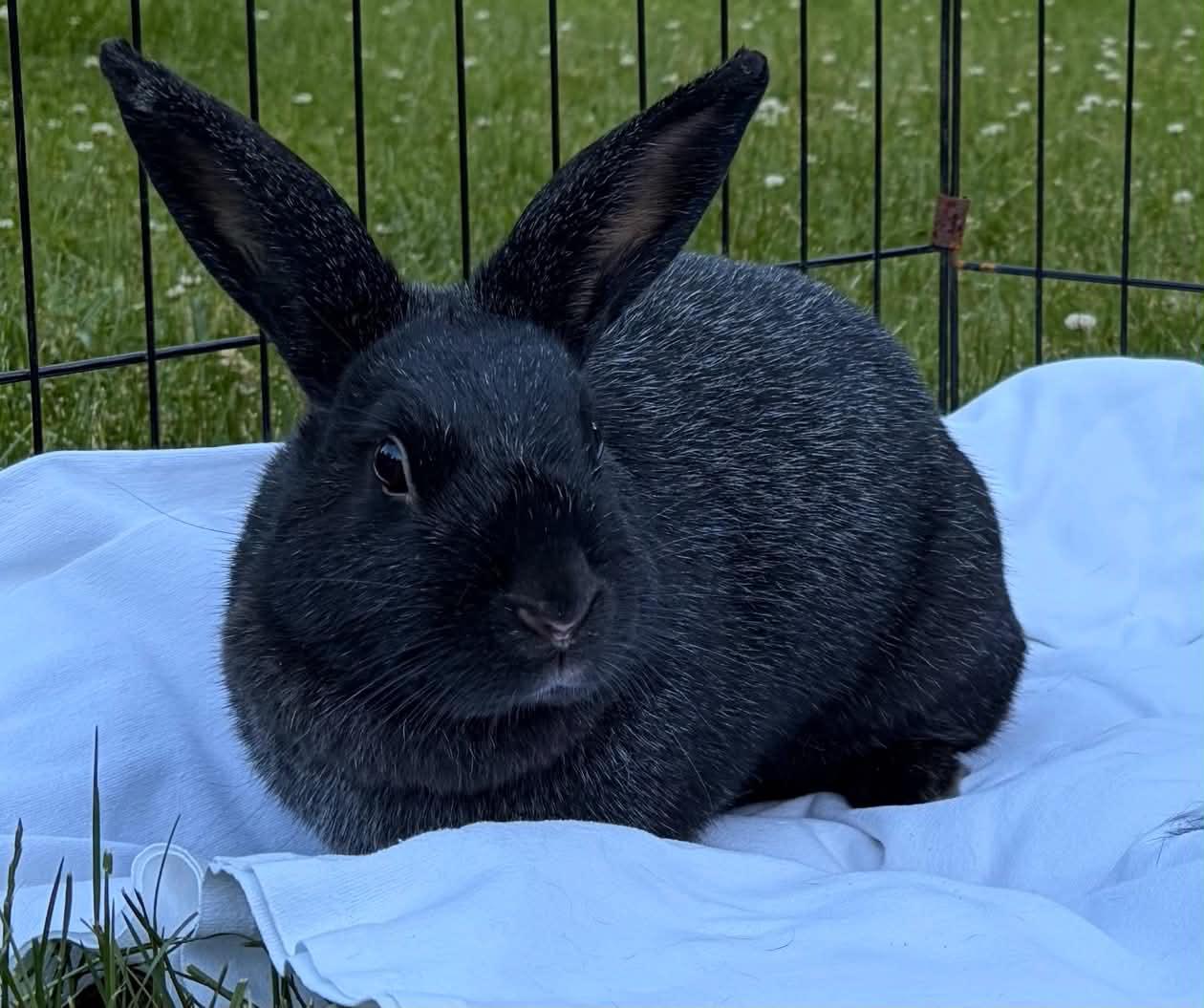 Ivy, a ADOPTABLE Bunny Rabbit in Fulton, NY image 2/2