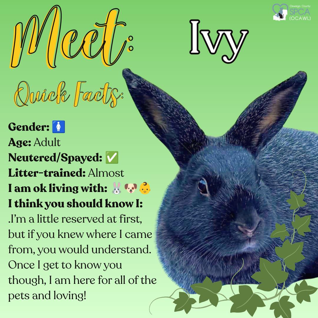 Ivy, a ADOPTABLE Bunny Rabbit in Fulton, NY image 1/2