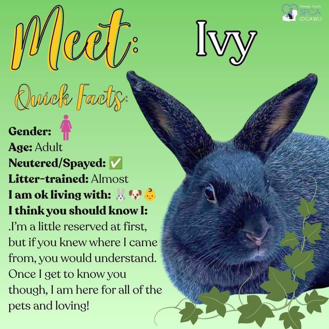 Ivy, ADOPTABLE, Adult Female Bunny Rabbit.