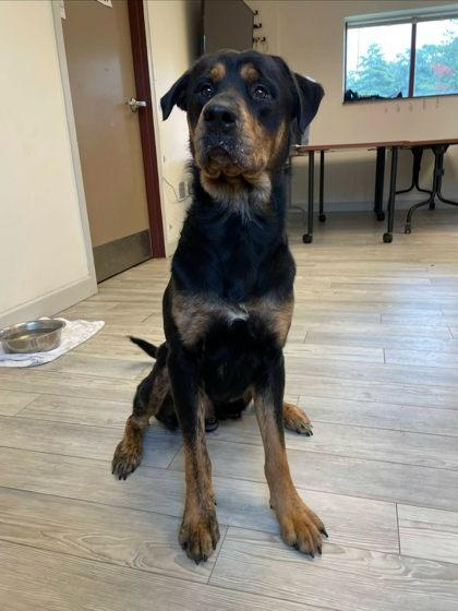 Pegasus, Adoptable, Adult Male Rottweiler & Mixed Breed.