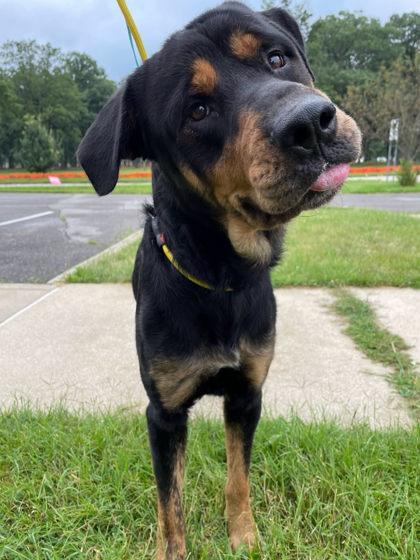 Pegasus, a Adoptable mixed breed in South Bend, IN image 2/3