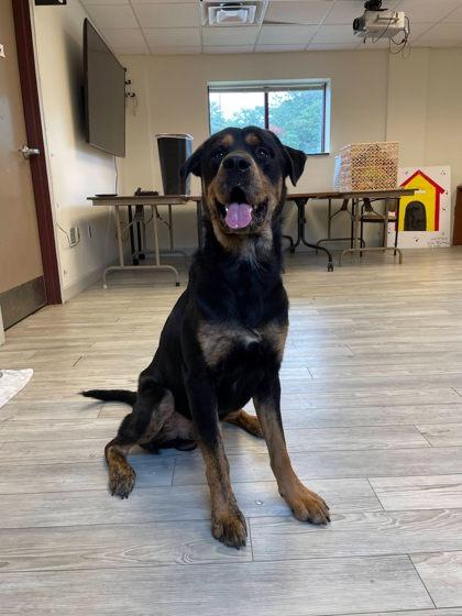 Pegasus, a Adoptable mixed breed in South Bend, IN image 3/3