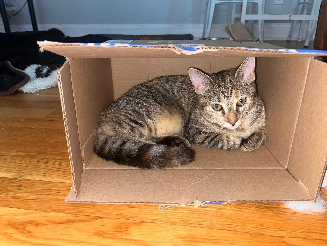 Pearl, a Adoptable Domestic Short Hair in Arlington, OH image 1/5