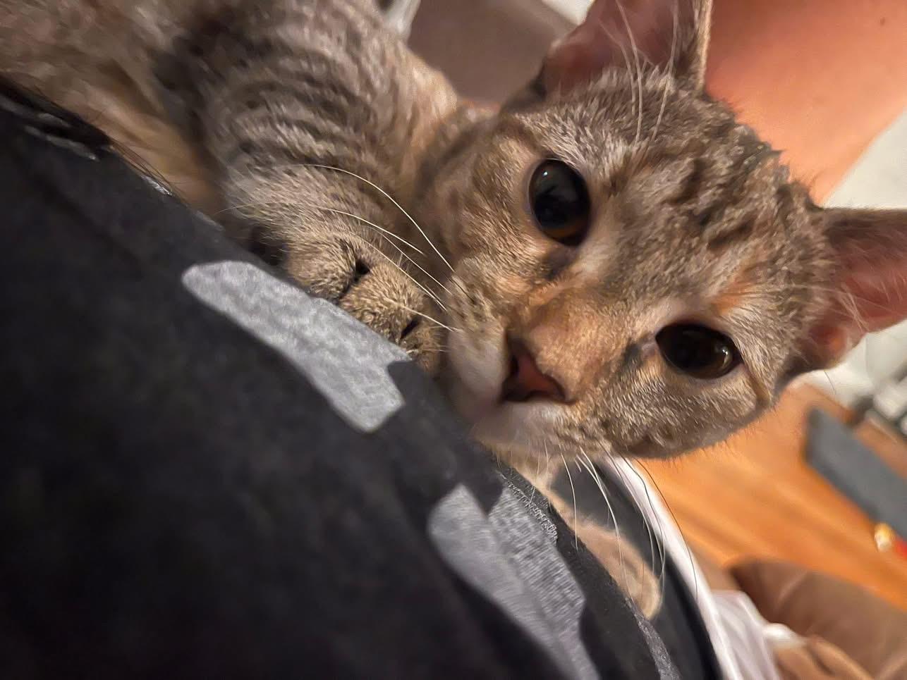 Pearl, a Adoptable Domestic Short Hair in Arlington, OH image 2/5