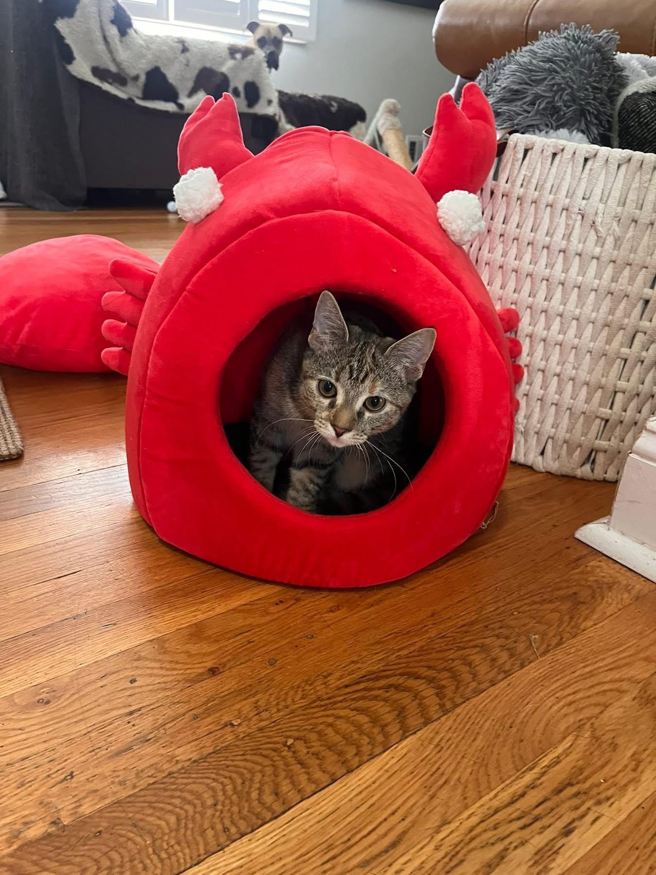 Pearl, a Adoptable Domestic Short Hair in Arlington, OH image 4/5