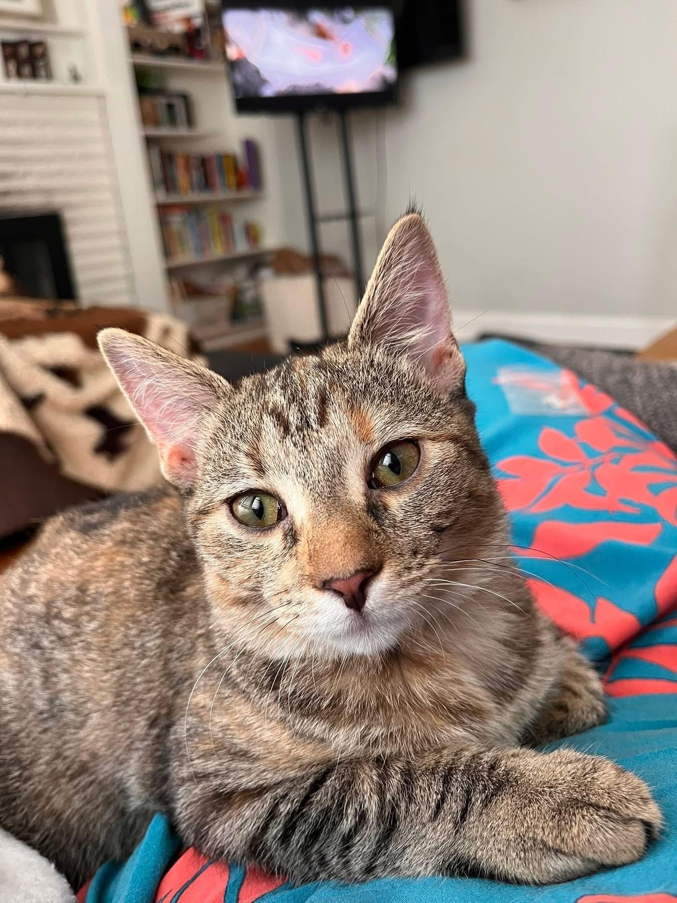 Pearl, a Adoptable Domestic Short Hair in Arlington, OH image 5/5