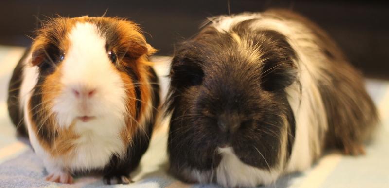 Chocolate and Mocha, Senior Female Guinea Pig