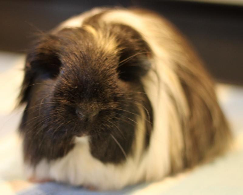 Chocolate and Mocha photo 6