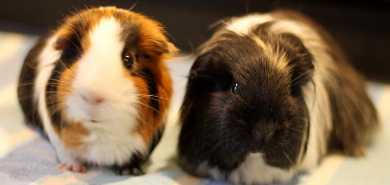 Chocolate and Mocha photo 4