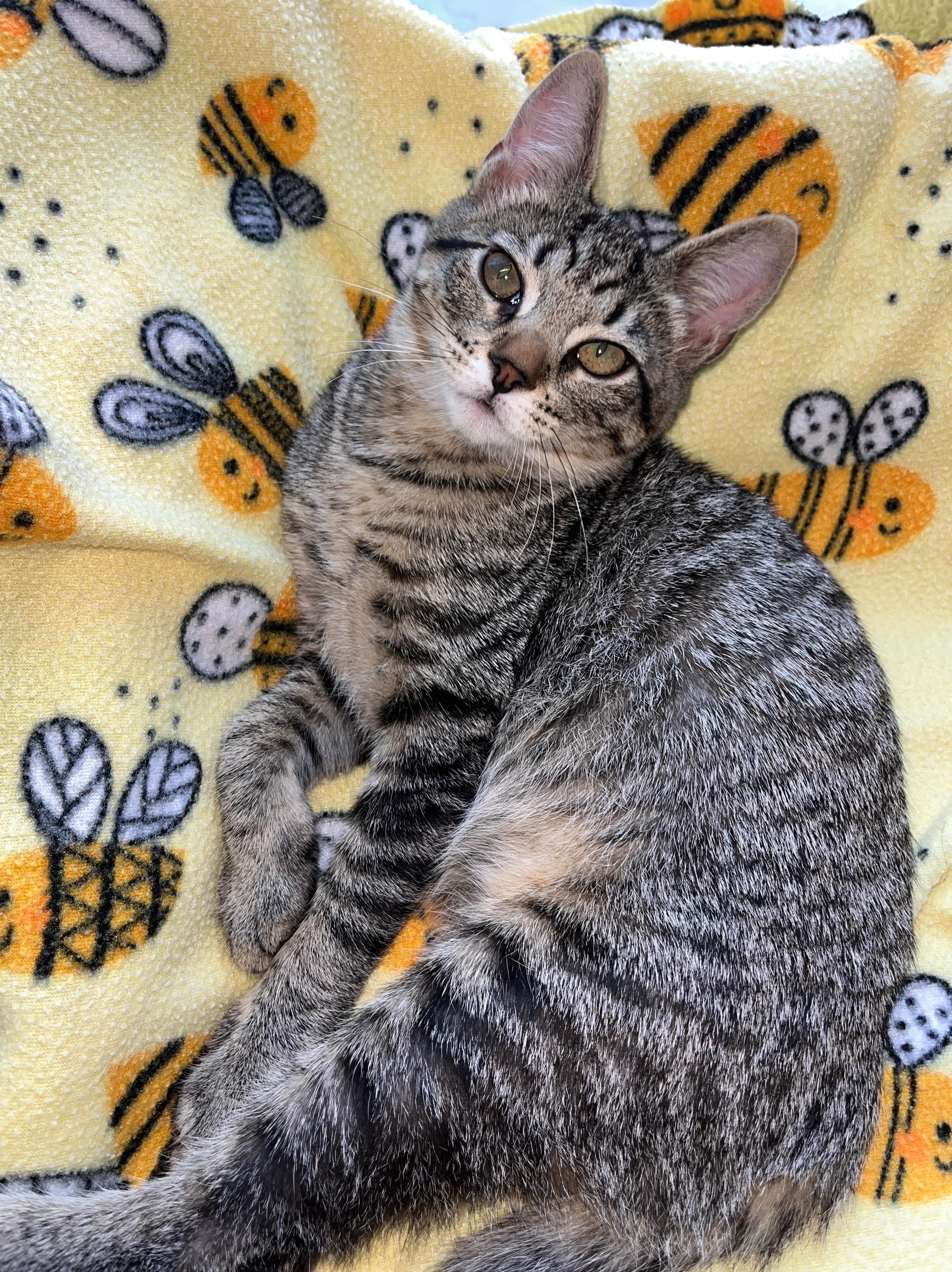 Enlarge Alvin (bonded with Sally), a Adoptable Domestic Short Hair in Redwood City, CA image 3/5