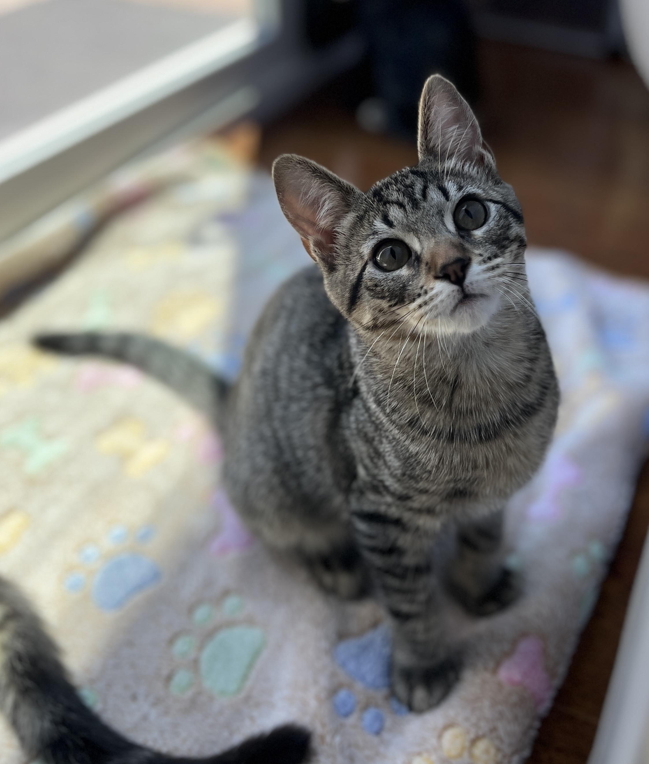 Enlarge Alvin (bonded with Sally), a Adoptable Domestic Short Hair in Redwood City, CA image 4/5