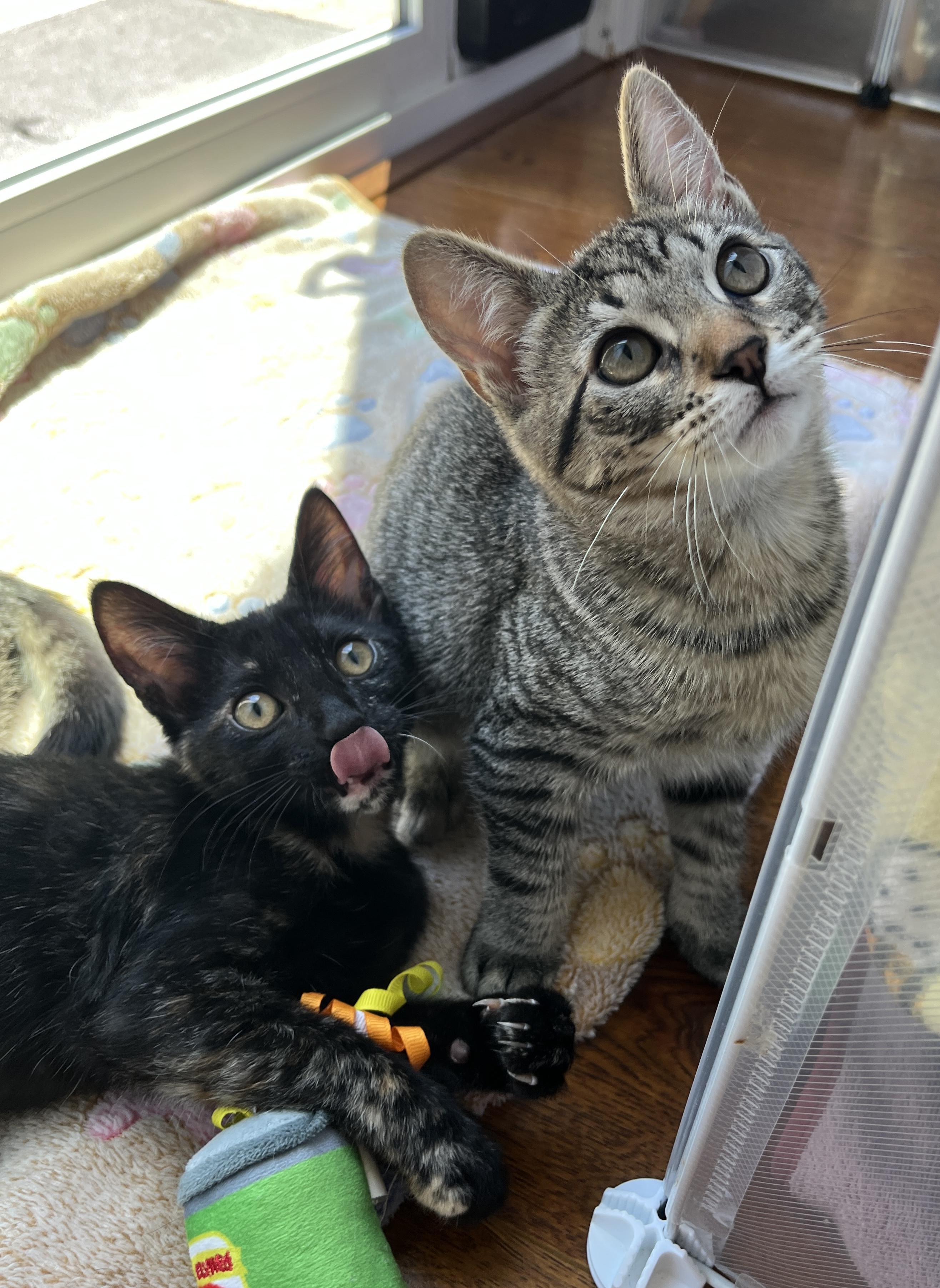 Enlarge Alvin (bonded with Sally), a Adoptable Domestic Short Hair in Redwood City, CA image 5/5