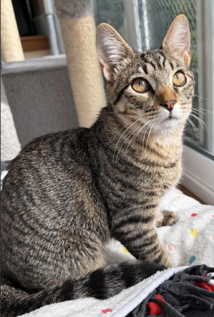 Alvin (bonded with Sally), Adoptable, Young Male Domestic Short Hair.