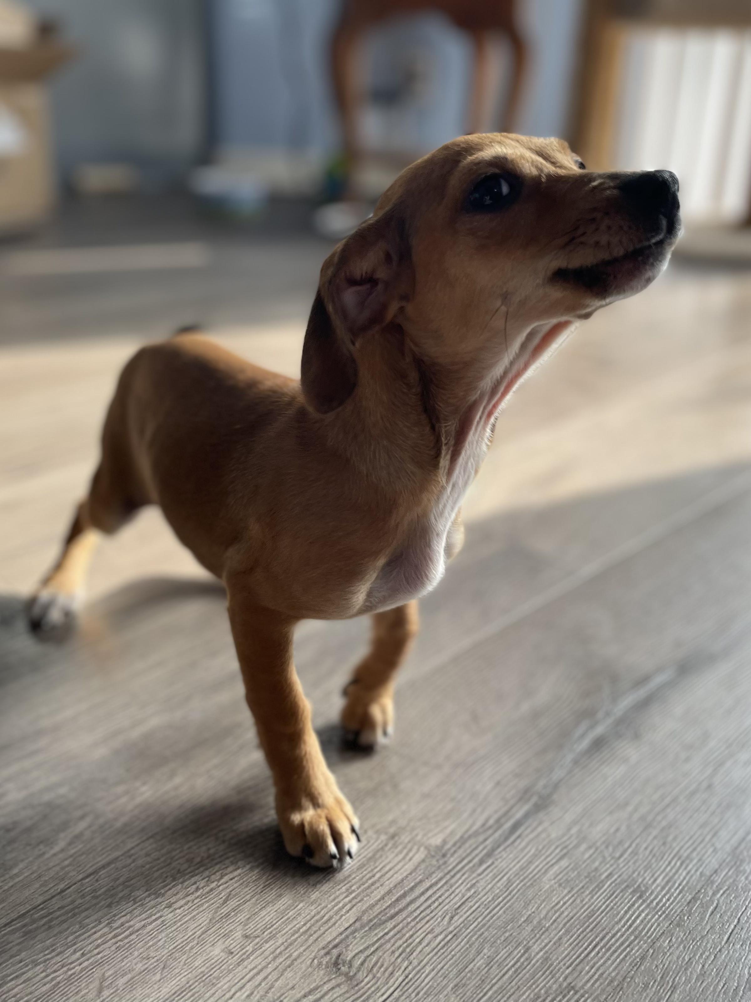 Enlarge Dot, an adopted mixed breed in Penryn, CA image 3/3