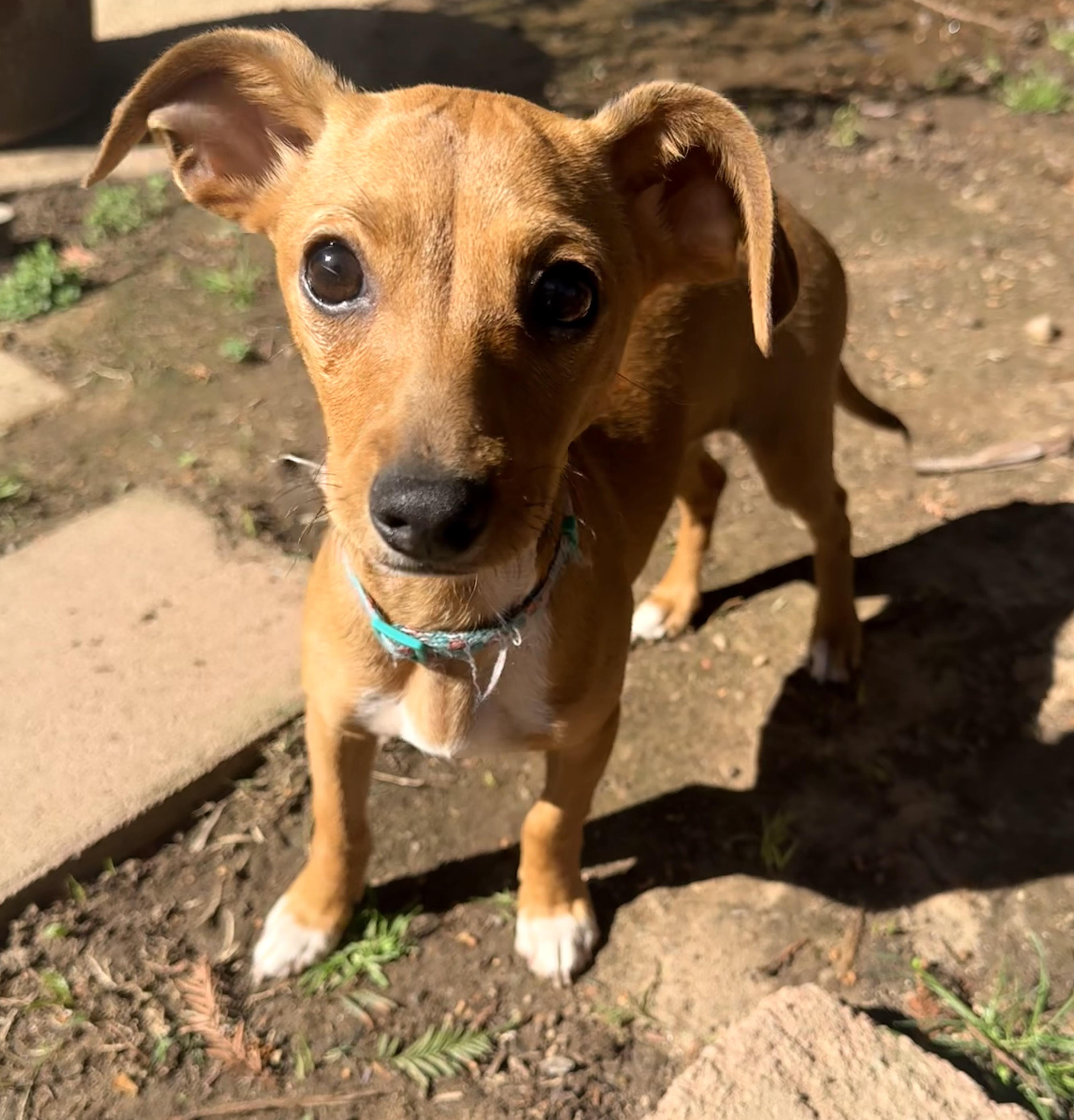 Enlarge Dot, an adopted mixed breed in Penryn, CA image 1/3