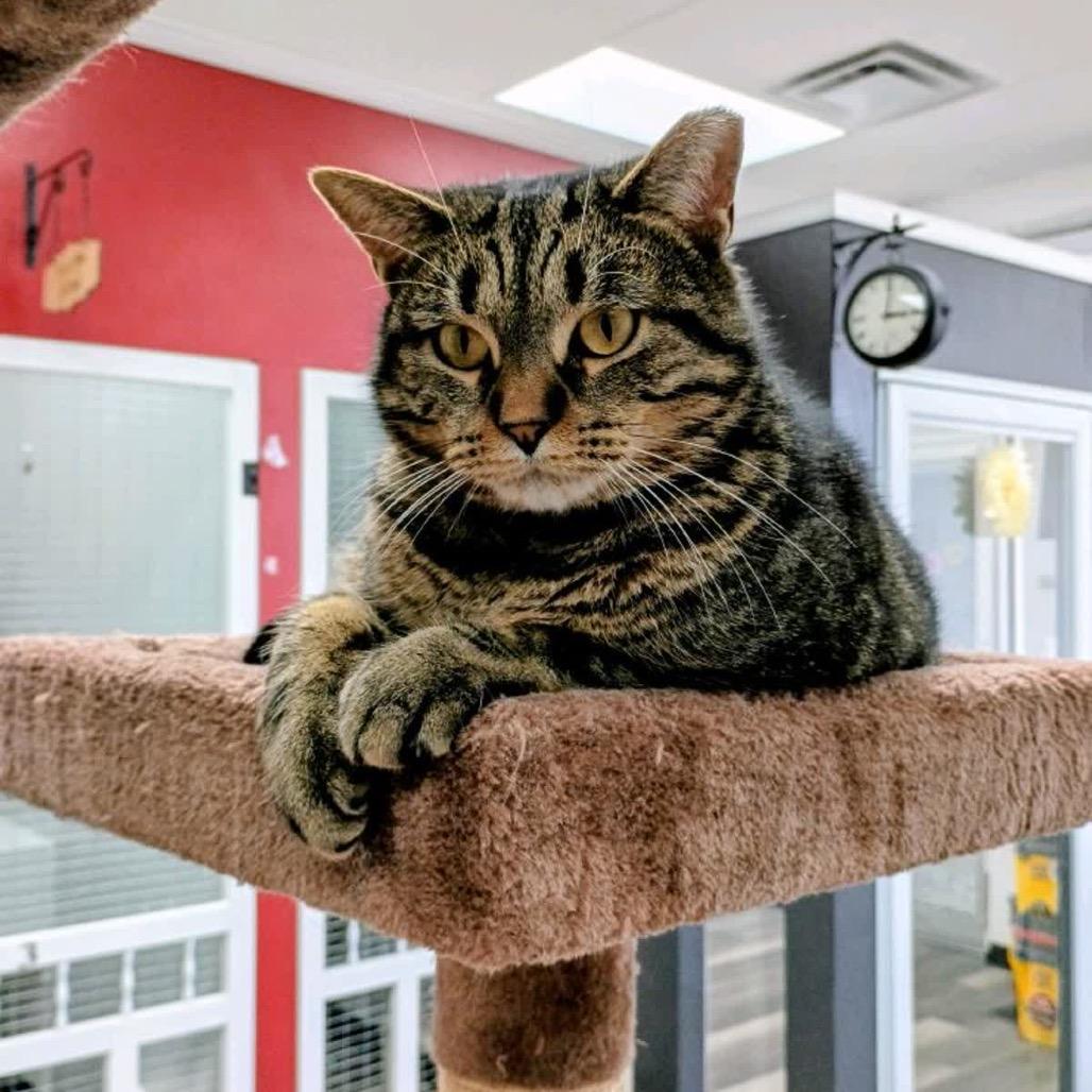 Bluey, a Adoptable American Shorthair in Greenfield, IN image 1/2