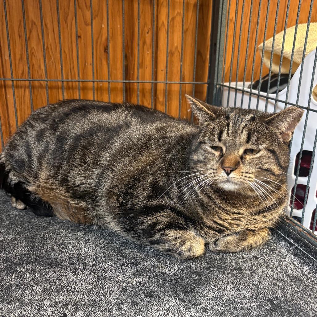 Bluey, a Adoptable American Shorthair in Greenfield, IN image 2/2