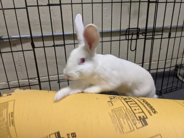 Luna, a Adoptable New Zealand in Akron, OH image 3/5