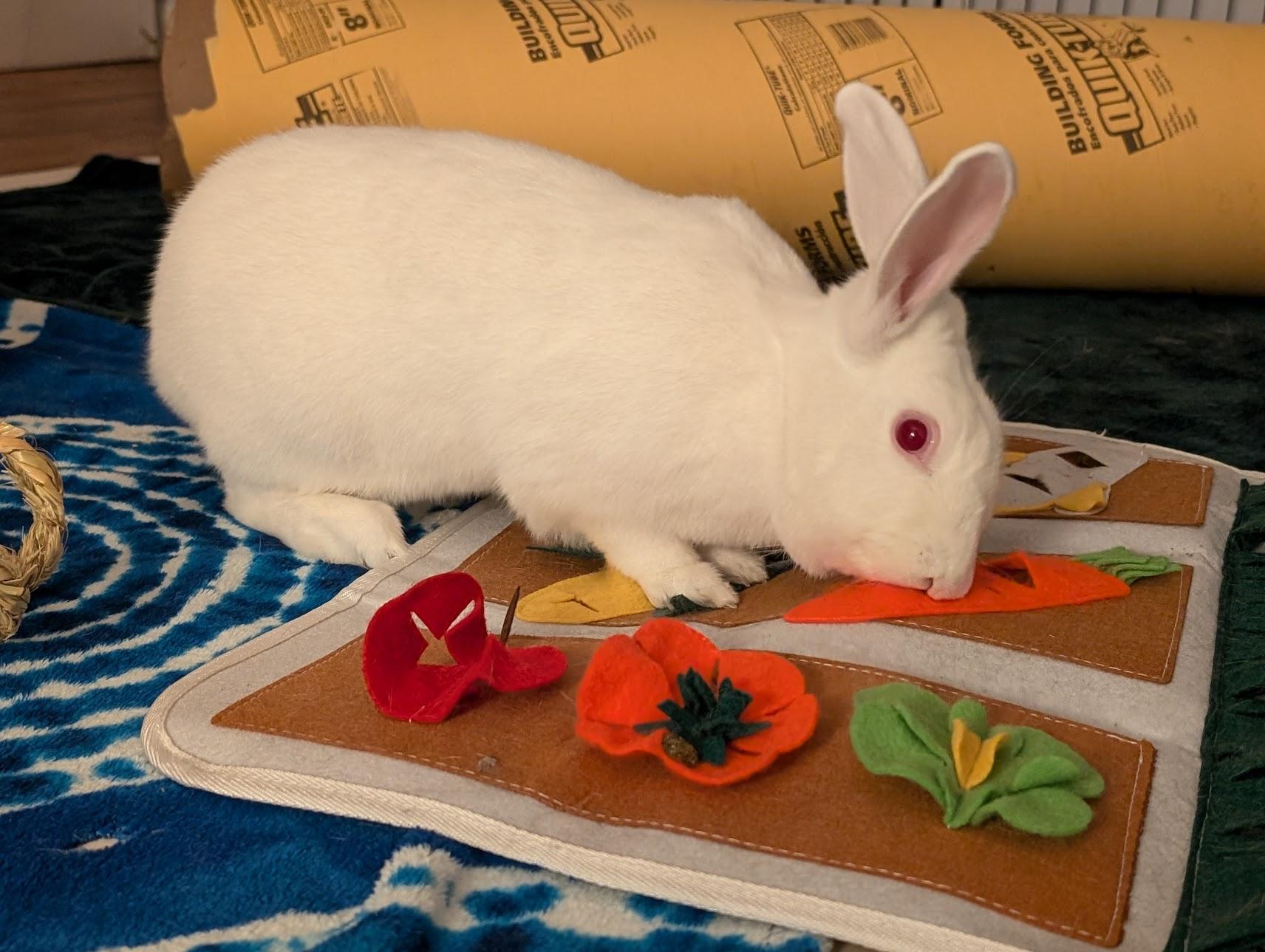 Luna, a Adoptable New Zealand in Akron, OH image 2/5