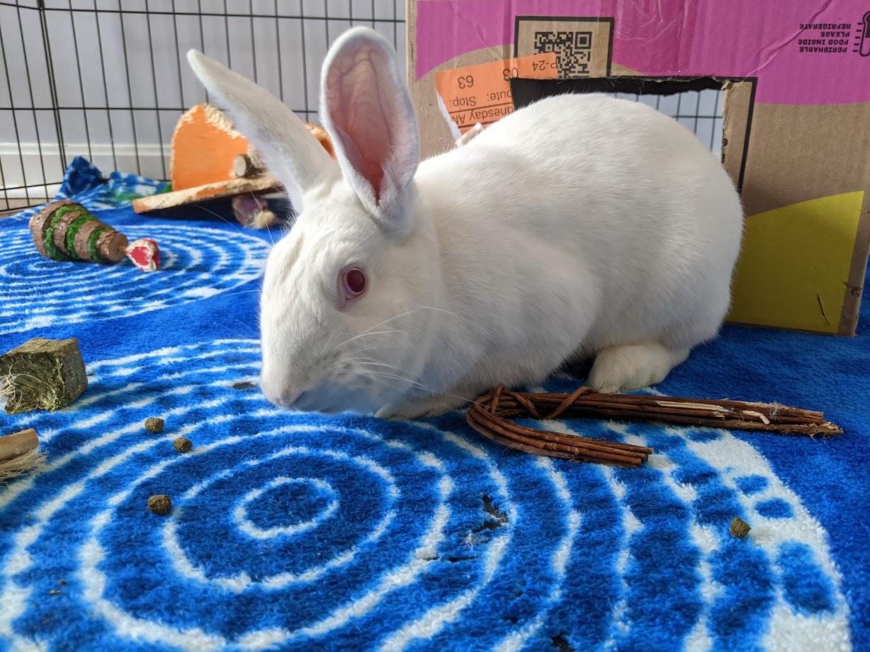 Luna, a Adoptable New Zealand in Akron, OH image 4/5