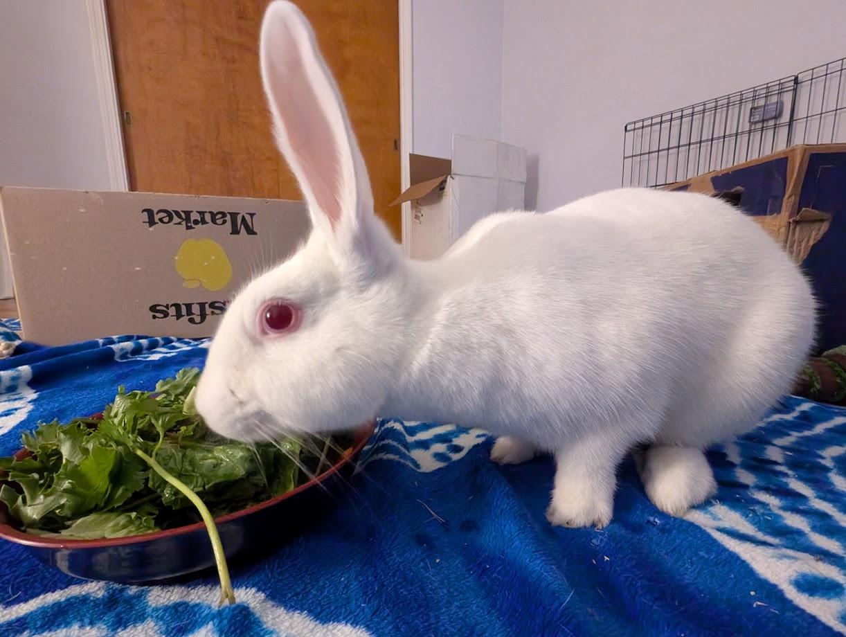 Luna, a Adoptable New Zealand in Akron, OH image 1/5